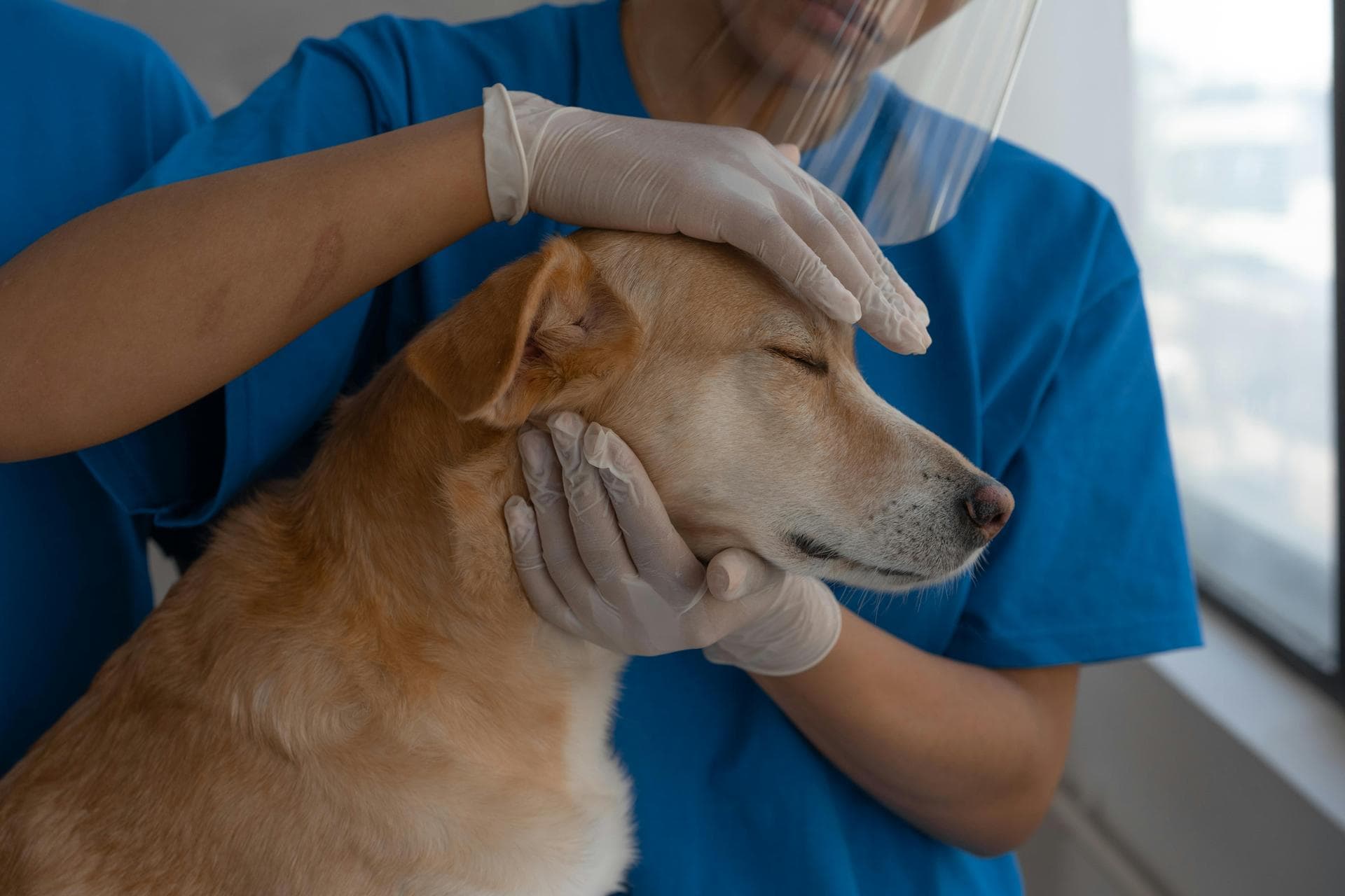 Best Vets in Swansea